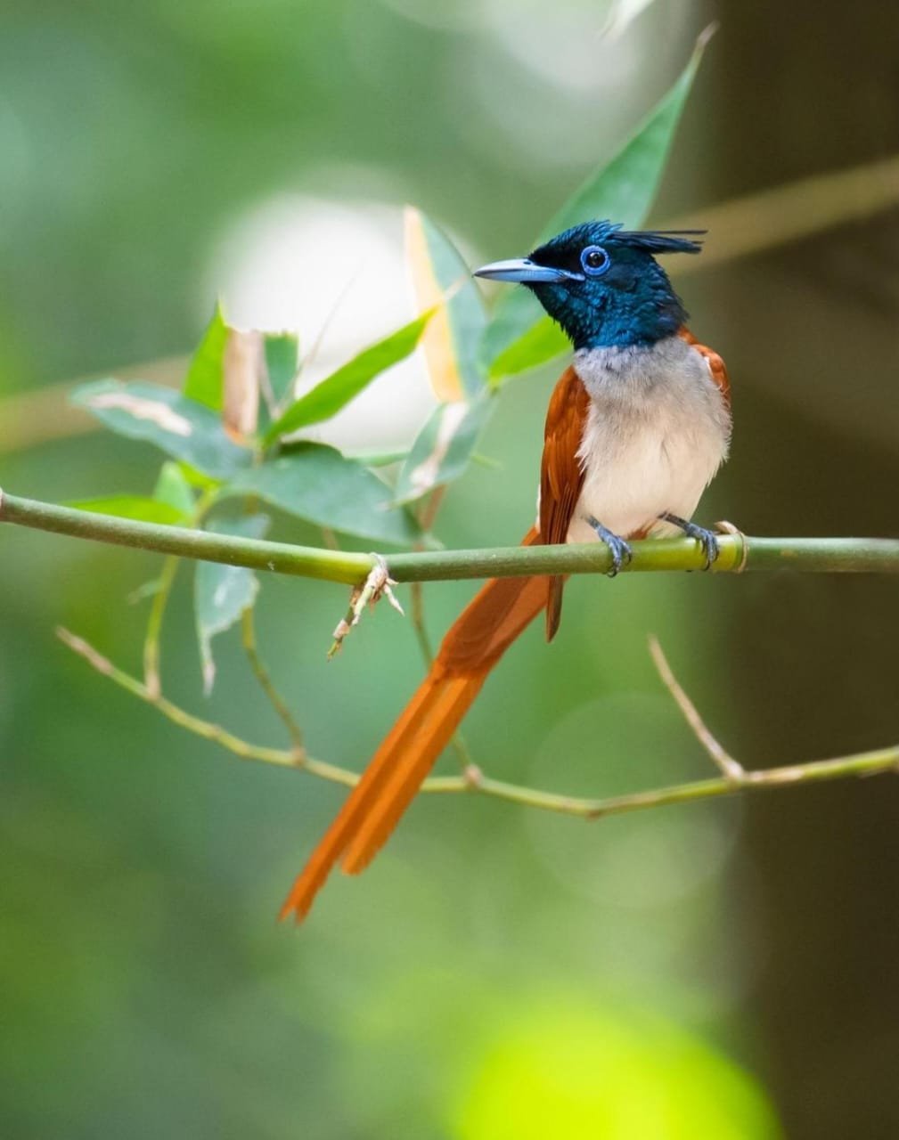 Birds photo