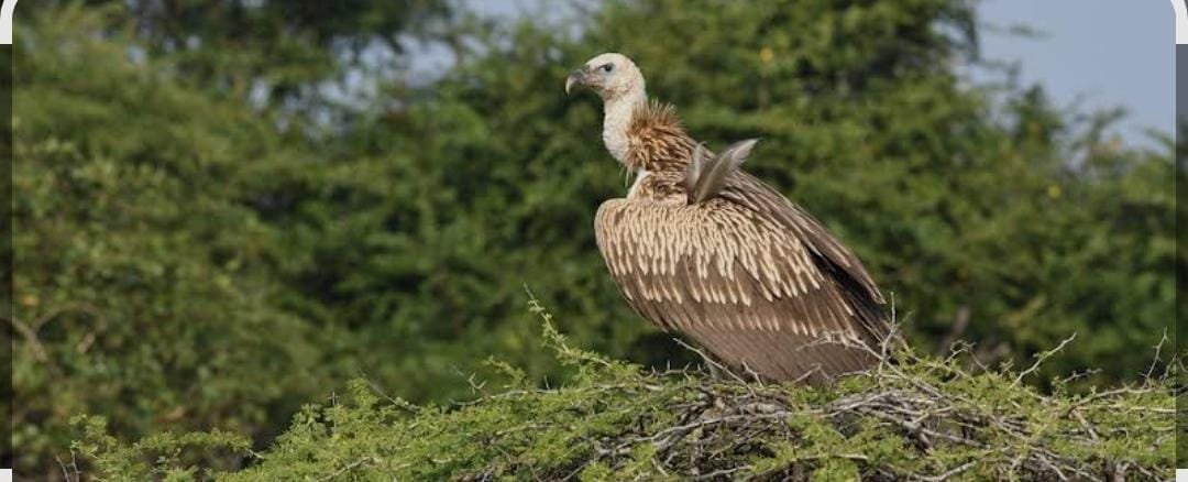 Birds photo