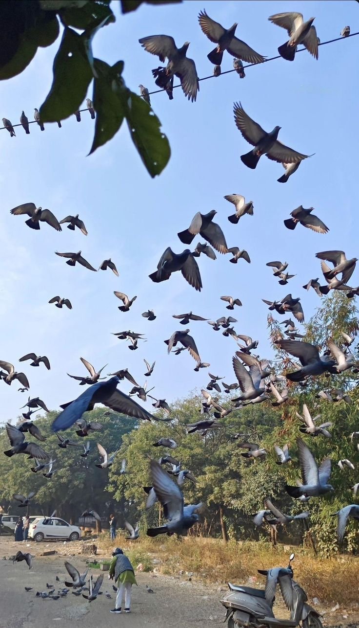 Birds photo