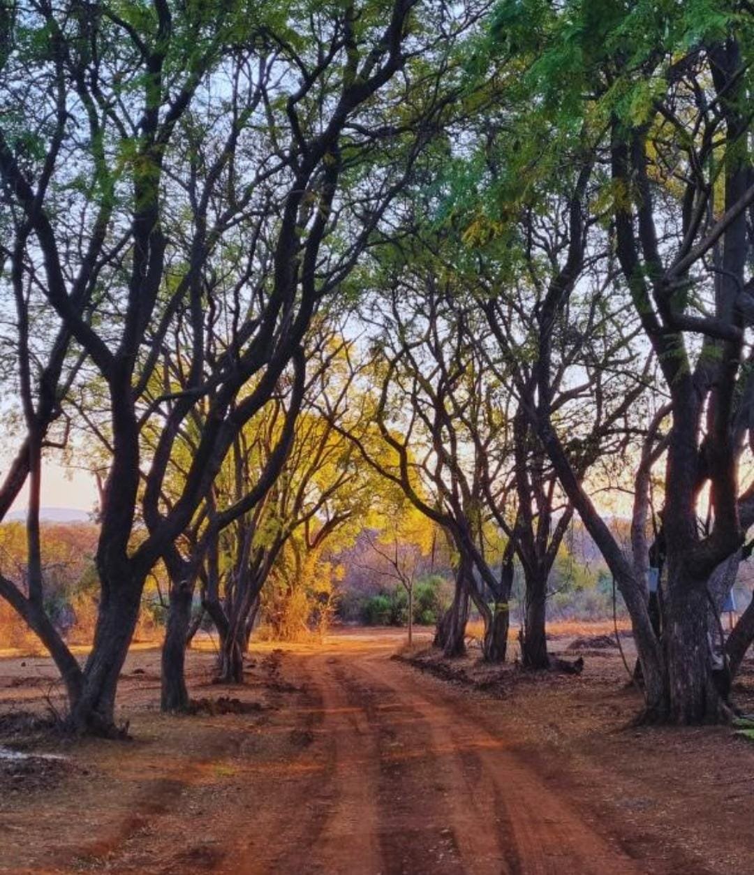 Gir Landscape photo