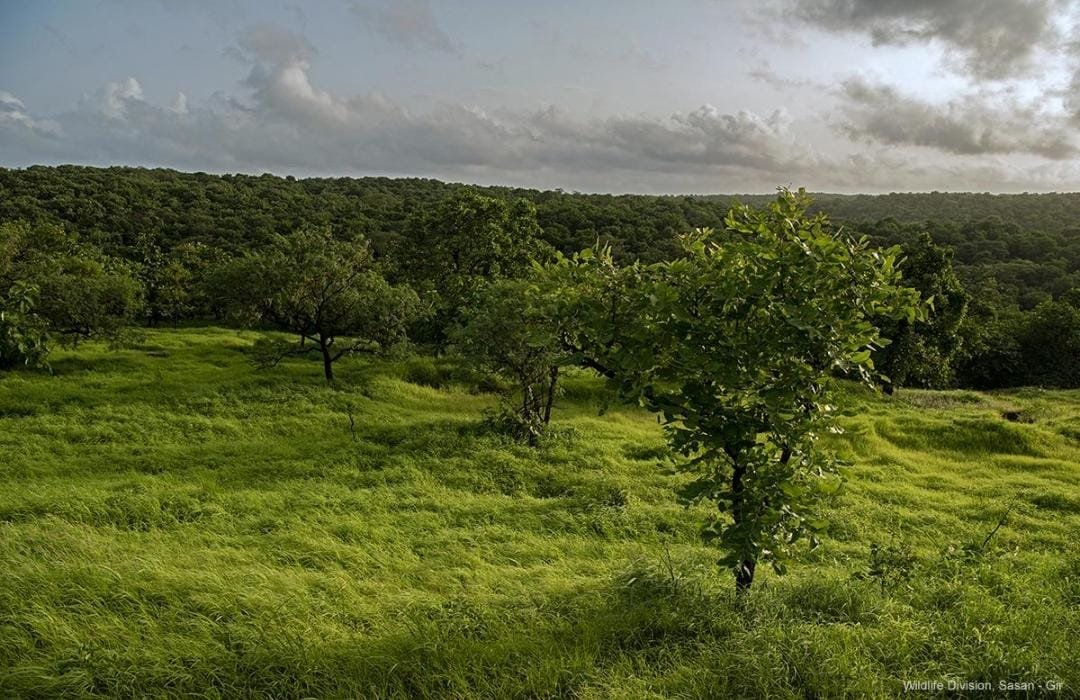 Gir Landscape photo