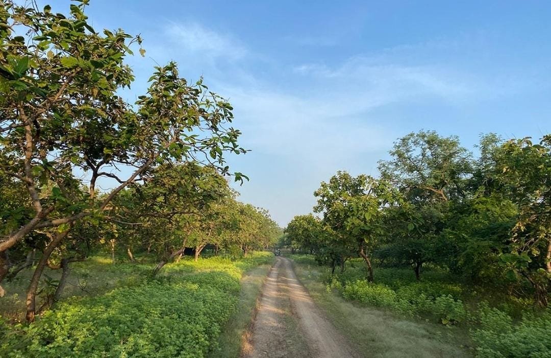 Gir Landscape photo