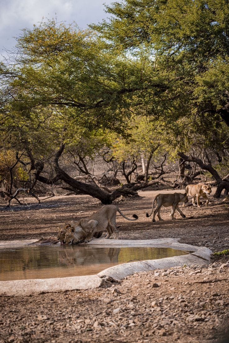 Lion and Wildlife photo
