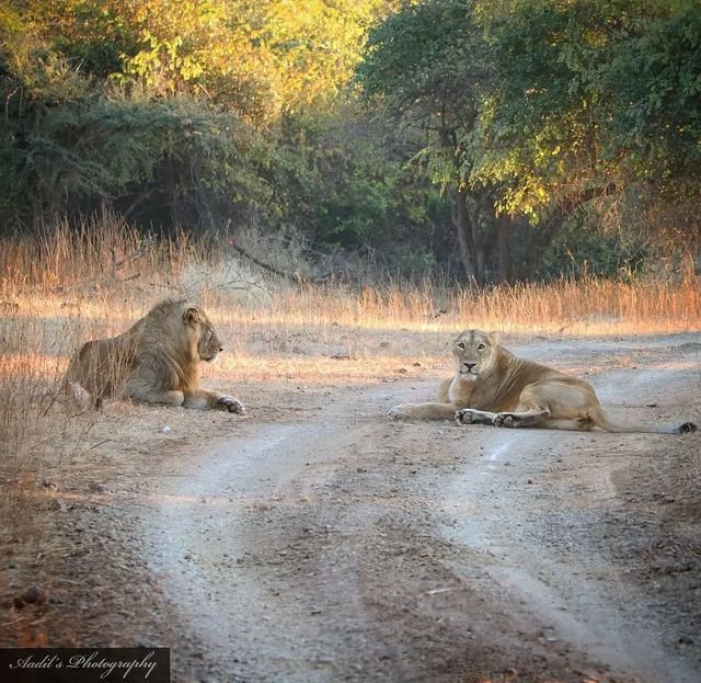 Lion and Wildlife photo